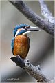 65_kingfisher