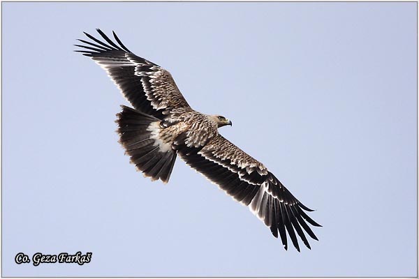 001_imperial_eagle.jpg - Imperial Eagle, Aquila heliaca