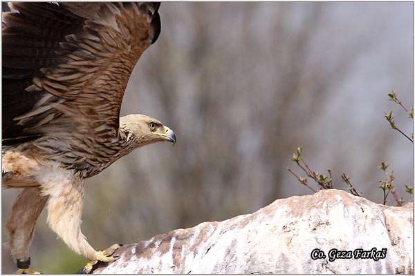 003_imperial_eagle.jpg - Imperial Eagle, Aquila heliaca