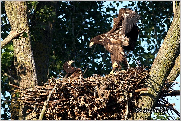 057_white-tailed_eagle.jpg - White-tailed eagle,  Haliaeetus albicilla, Orao belorepan, Mesto - Location: Carska bara, Serbia