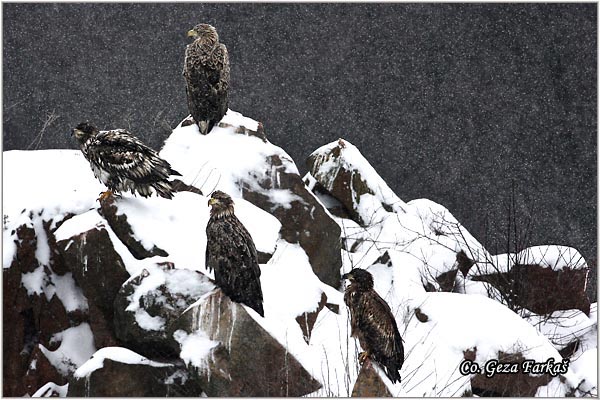 060_white-tailed_eagle.jpg - White-tailed eagle,  Haliaeetus albicilla, Orao belorepan, Mesto - Location: Fruka Gora, Serbia