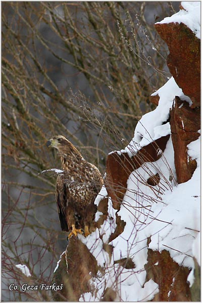 070_white-tailed_eagle.jpg - White-tailed eagle, Haliaeetus albicilla, Orao belorepan, Mesto - Location: Fruka gora, Serbia