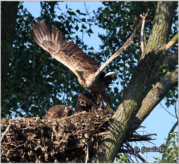 071_white-tailed_eagle.jpg - White-tailed eagle,  Haliaeetus albicilla, Orao belorepan, Mesto - Location: Carska bara, Serbia