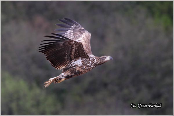 073_white-tailed_eagle.jpg - White-tailed eagle,  Haliaeetus albicilla, Orao belorepan, Mesto - Location: Fruka Gora, Serbia
