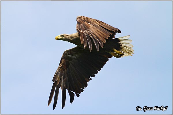 074_white-tailed_eagle.jpg - White-tailed eagle,  Haliaeetus albicilla, Orao belorepan, Mesto - Location: Selevenj - Subotica, Serbia