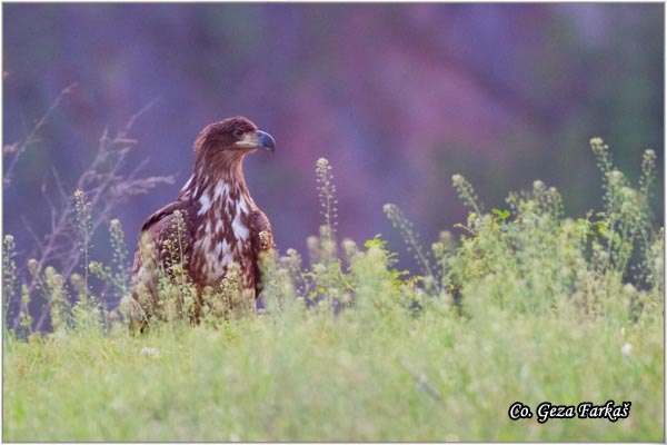 075_white-tailed_eagle.jpg - White-tailed eagle,  Haliaeetus albicilla, Belorepan. Mesto - Location Fruka Gora, Serbia