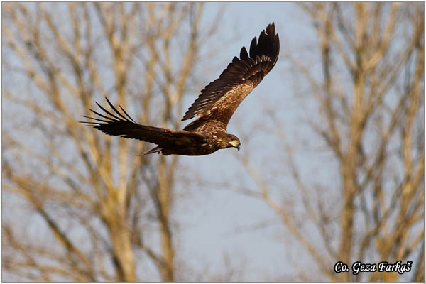 078_white-tailed_eagle.jpg - White-tailed eagle,  Haliaeetus albicilla, Orao belorepan, Mesto - Location: Suboticke sume, Serbia
