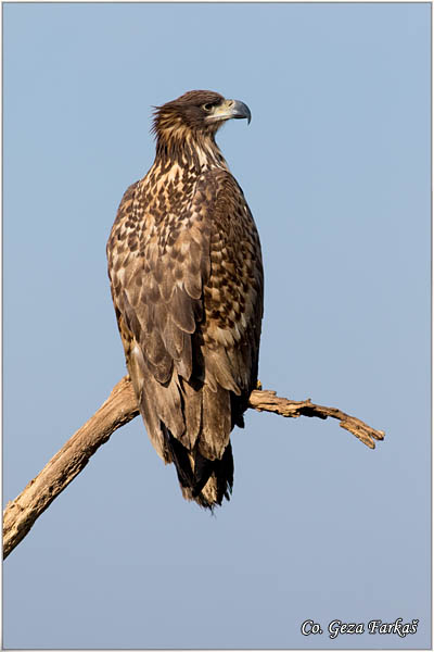 079_white-tailed_eagle.jpg - White-tailed eagle,  Haliaeetus albicilla, Orao belorepan, Mesto - Location: Suboticke sume, Serbia