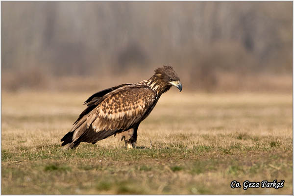 083_white-tailed_eagle.jpg - White-tailed eagle,  Haliaeetus albicilla, Orao belorepan, Mesto - Location: Suboticke sume, Serbia