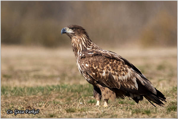 084_white-tailed_eagle.jpg - White-tailed eagle,  Haliaeetus albicilla, Orao belorepan, Mesto - Location: Suboticke sume, Serbia