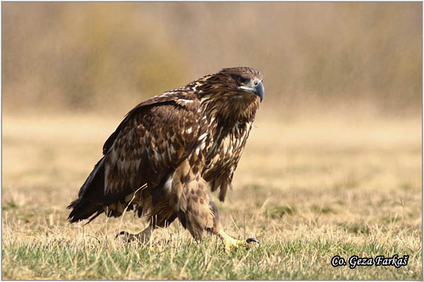 085_white-tailed_eagle.jpg - White-tailed eagle,  Haliaeetus albicilla, Orao belorepan, Mesto - Location: Suboticke sume, Serbia