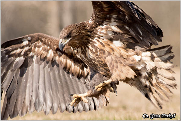 089_white-tailed_eagle.jpg - White-tailed eagle,  Haliaeetus albicilla, Orao belorepan, Mesto - Location: Suboticke sume, Serbia