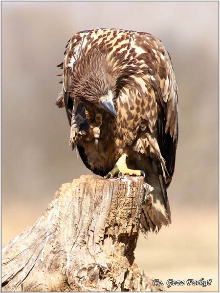 090_white-tailed_eagle.jpg - White-tailed eagle,  Haliaeetus albicilla, Orao belorepan, Mesto - Location: Suboticke sume, Serbia