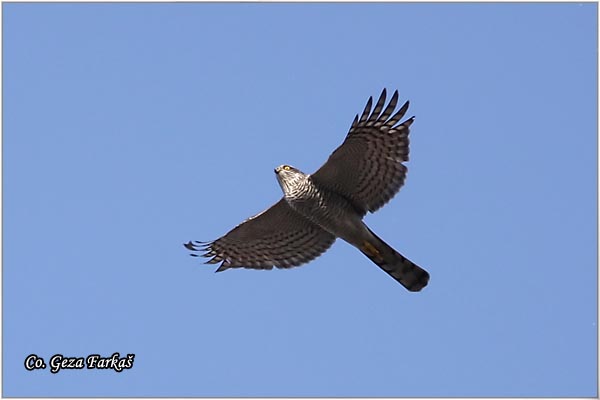 408_sparrowhawk.jpg - Sparrowhawk,  Accipiter nisus
