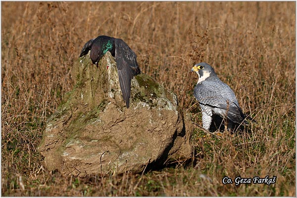 509_peregrine_falcon.jpg - Peregrine Falcon, Falco peregrinus, Sivi soko, Mesto-Location: Captured bird