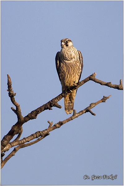 553_saker_falcon.jpg - Saker Falcon, Falco cherrug, Stepski soko, Location: Slano kopovo, Serbia