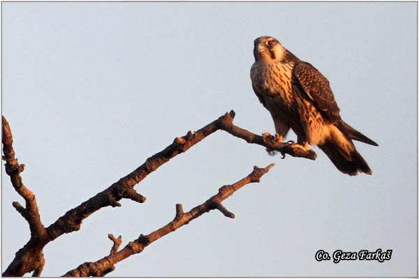 554_saker_falcon.jpg - Saker Falcon, Falco cherrug, Stepski soko, Location: Slano kopovo, Serbia