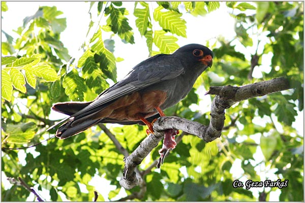 650_red-footed_falcon.jpg - Red-footed Falcon, Falco vespertinus, Siva vetruska, Location: Rusanda, Serbia
