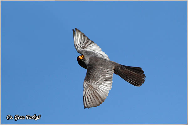 654_red-footed_falcon.jpg - Red-footed Falcon, Falco vespertinus, Siva vetruka, Location Elemir, Serbia