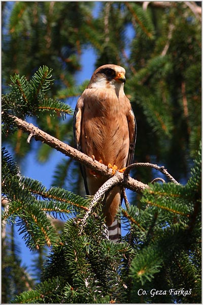 655_red-footed_falcon.jpg - Red-footed Falcon, Falco vespertinus, Siva vetruka, Location Elemir, Serbia