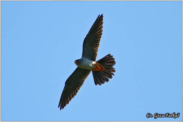 657_red-footed_falcon.jpg - Red-footed Falcon, Falco vespertinus, Siva vetruka, Location Elemir, Serbia