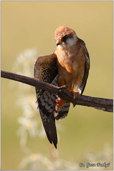 660_red-footed_falcon.jpg - Red-footed Falcon, Falco vespertinus, Siva vetruka, Location: Mali pesak Subotica, Serbia