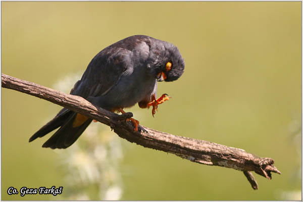 665_red-footed_falcon.jpg - Red-footed Falcon, Falco vespertinus, Siva vetruka, Location: Mali pesak Subotica, Serbia