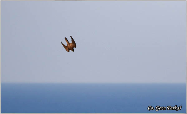 761_eleonoras_falcon.jpg - Eleonora's Falcon, Falco elenorae, Location: Skhiatos, Greece