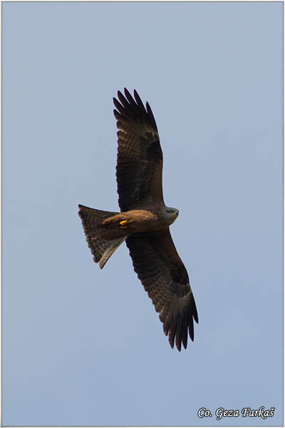 801_black_kite.jpg - Black kite,  Milvus migrans, Crna lunja, Mesto - Location: Gornje podunavlje, Serbia