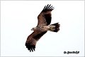 002_imperial_eagle