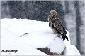 004_imperial_eagle