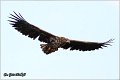 062_white-tailed_eagle
