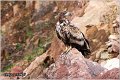 063_white-tailed_eagle