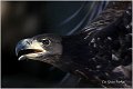 067_white-tailed_eagle