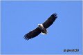 068_white-tailed_eagle