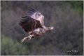 073_white-tailed_eagle
