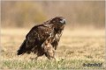 085_white-tailed_eagle