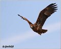 087_white-tailed_eagle