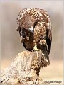 090_white-tailed_eagle