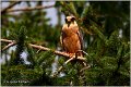 656_red-footed_falcon