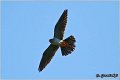 657_red-footed_falcon