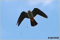 658_red-footed_falcon