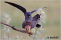 659_red-footed_falcon