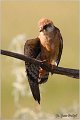 660_red-footed_falcon