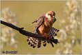 661_red-footed_falcon