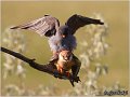 662_red-footed_falcon
