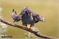 664_red-footed_falcon
