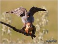 666_red-footed_falcon