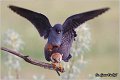 667_red-footed_falcon