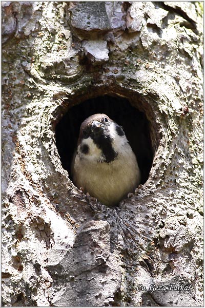 70_tree_sparrow.jpg - Tree Sparrow, Passer montanus, Poljski vrabac, Mesto - Location: Erdevik, Serbia